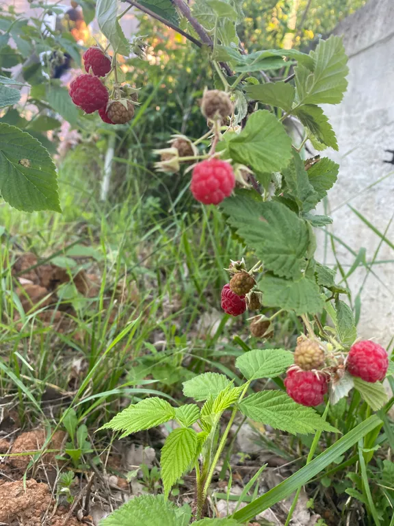 Коттедж Коттедж Дача с банькой в живописном лесу — Горячий Ключ