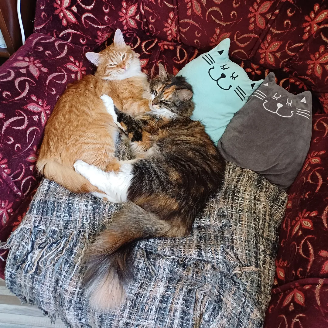 Котиков много не бывает