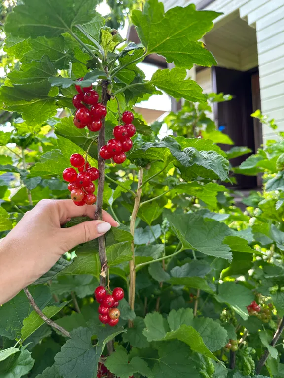 Эко Шале Лимон