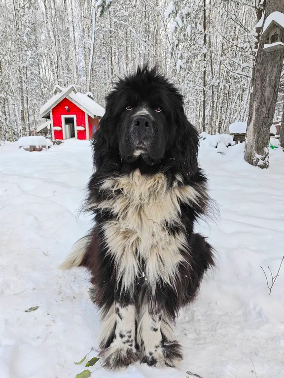 Вишнёвый домик в Махре