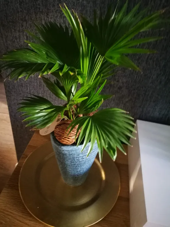 Квартира Квартира Большие тропики с камином, с видом на остров Канта и Рыбную деревню — Калининград