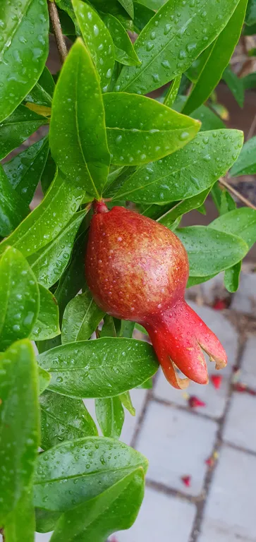 Коттедж Адмиральский домик на море — Солнечная Долина