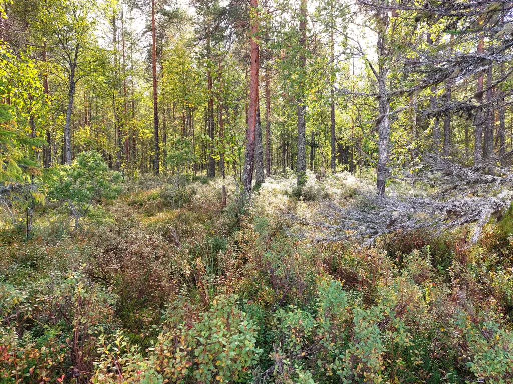 Коттедж Гостевой дом Karhu Casa рядом с Онежским озером — Деревянное