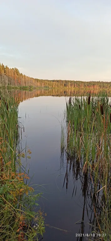 Бунгало в соснах