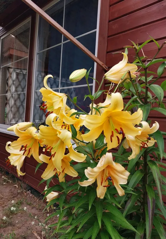 Коттедж Новый, уютный, теплый домик на Куршской косе — Рыбачий