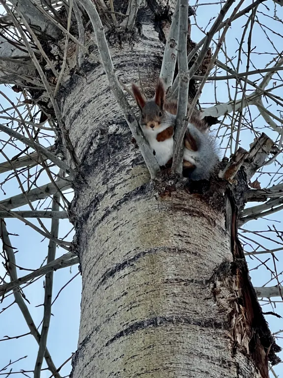 Большой дом с мангалом