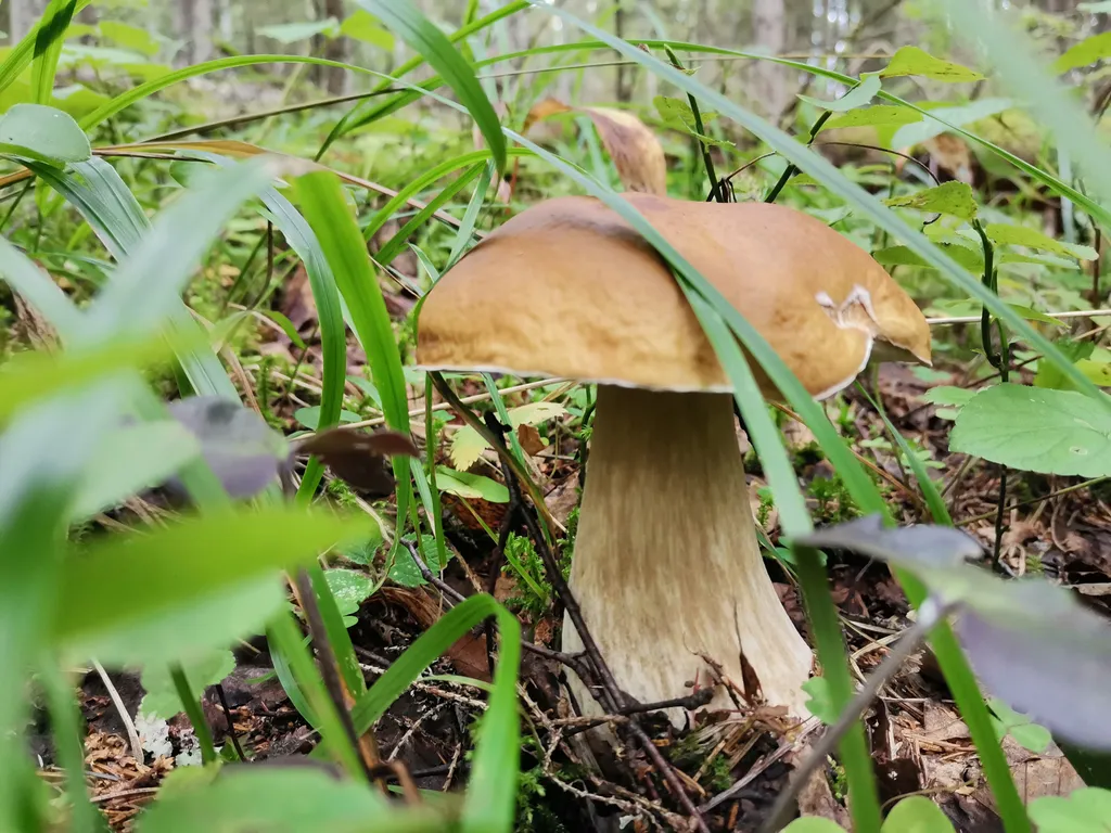 Большой дом на Валдае