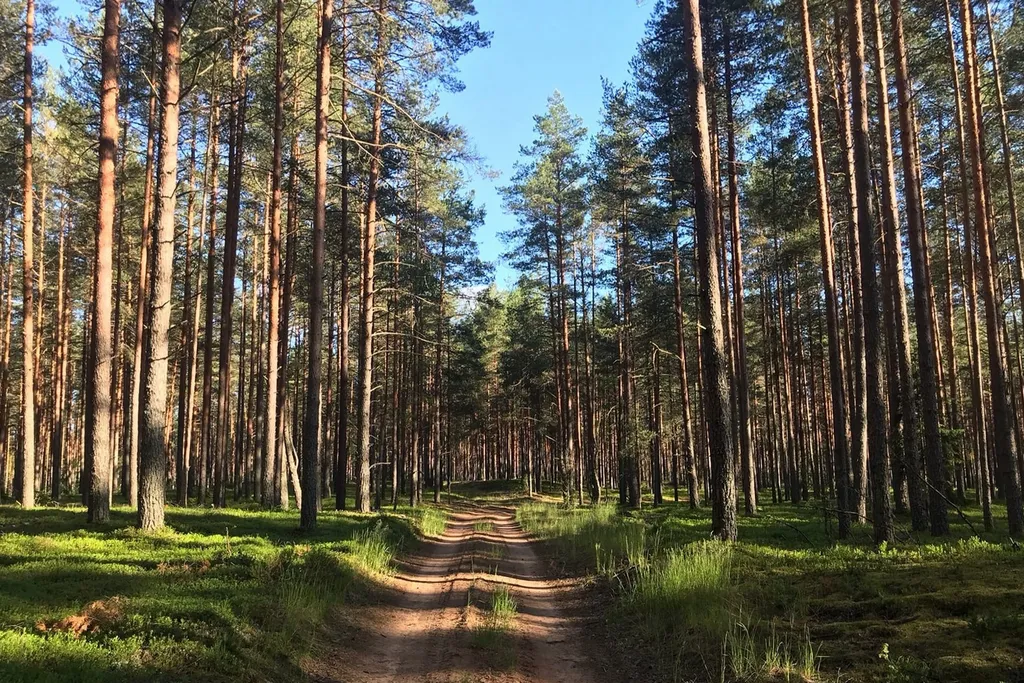 Терем "Русская былина"