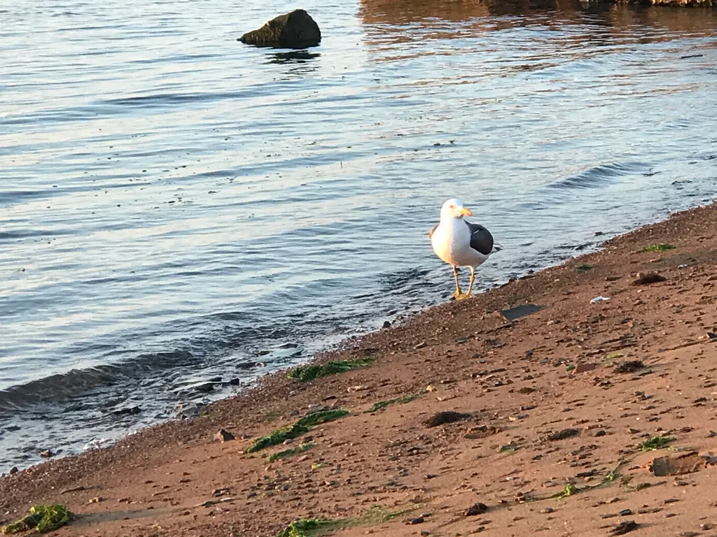 Гостинка (отдельная студия) недалеко от пляжа