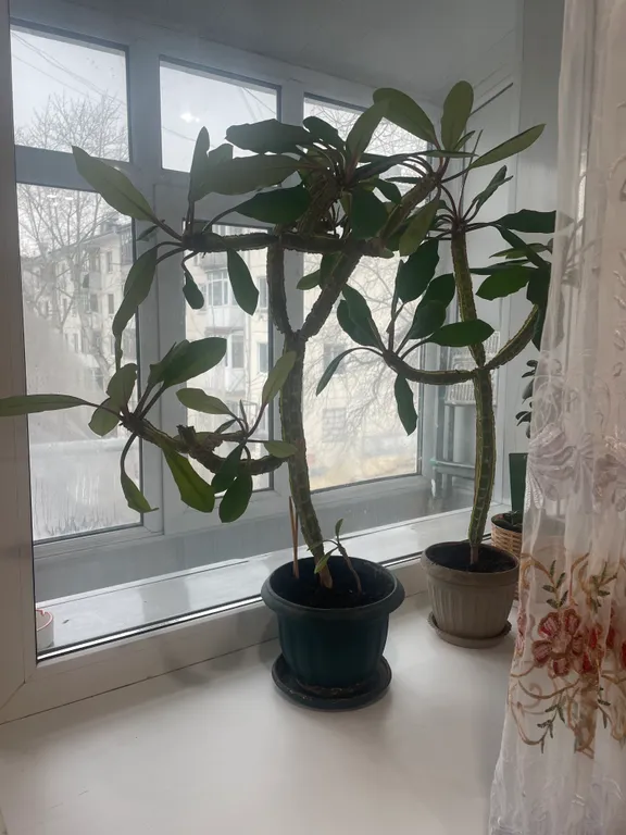 Просторная квартира на Желтоксан