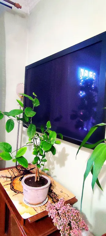 Большая квартира в центре города