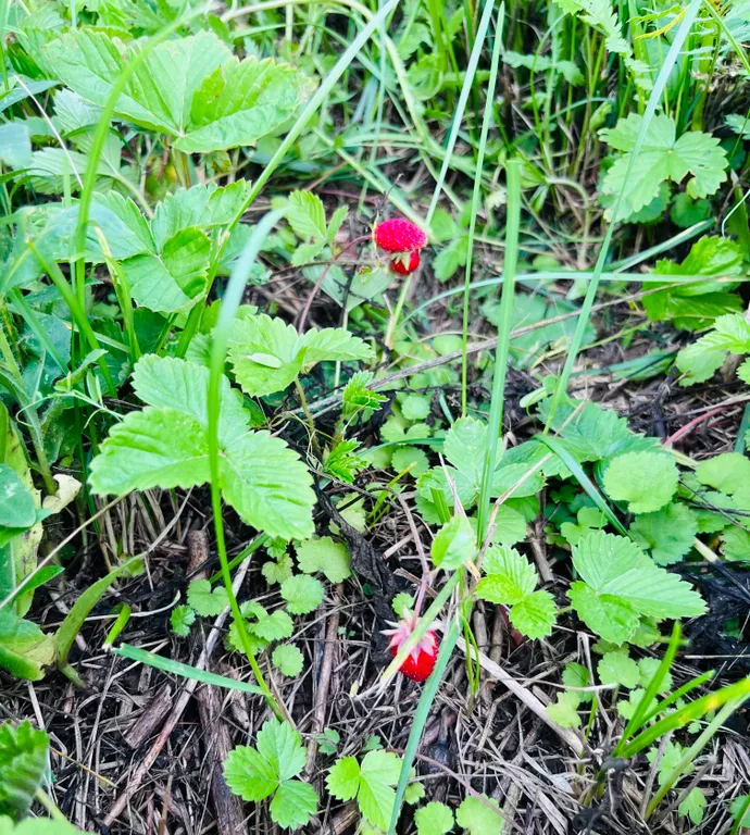 Petrushkа Просторы