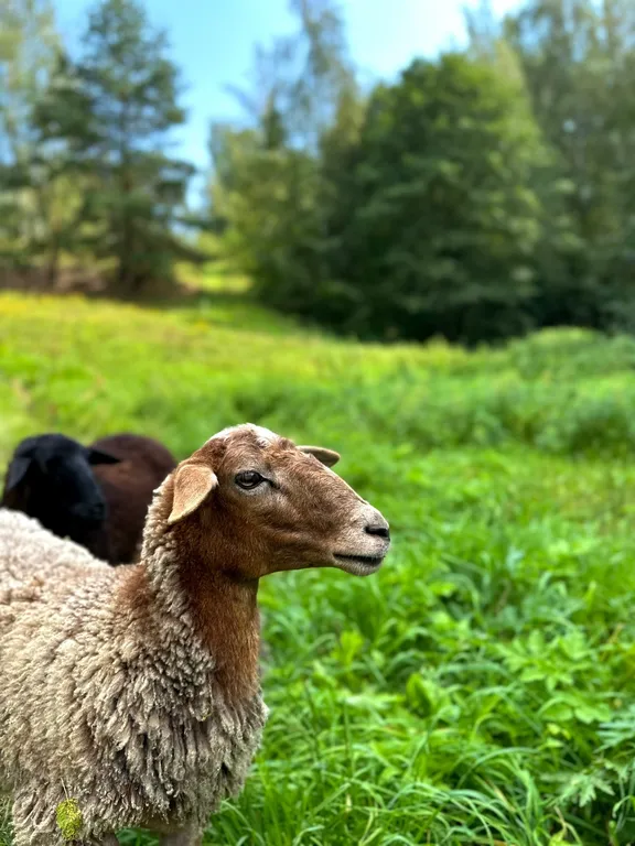 Эко-дом Релакс с чаном Фурако