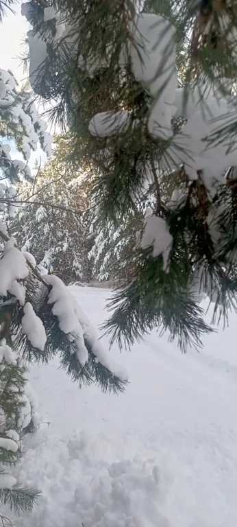 Лесной домик