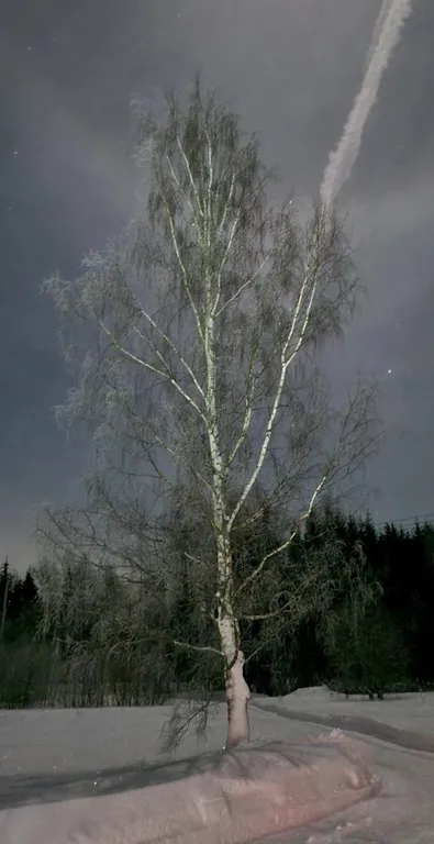 Красивый дом с видом на лес