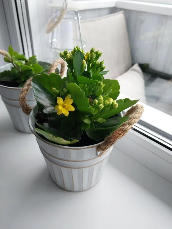 Апартаменты Жёлтые лимоны