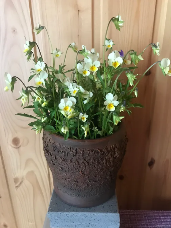 Дом-баня в живописном районе