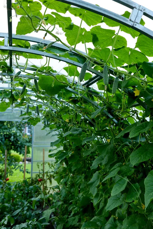 Дом под солнцем