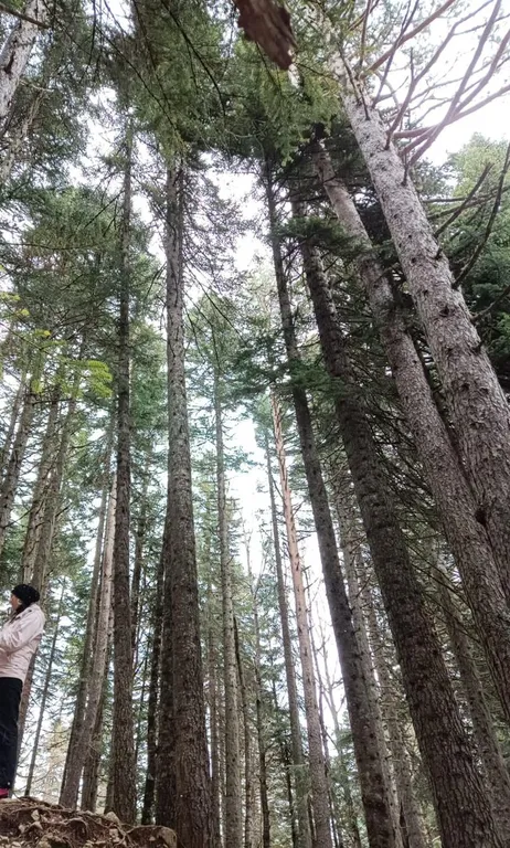 База отдыха Архыз Форест Эко