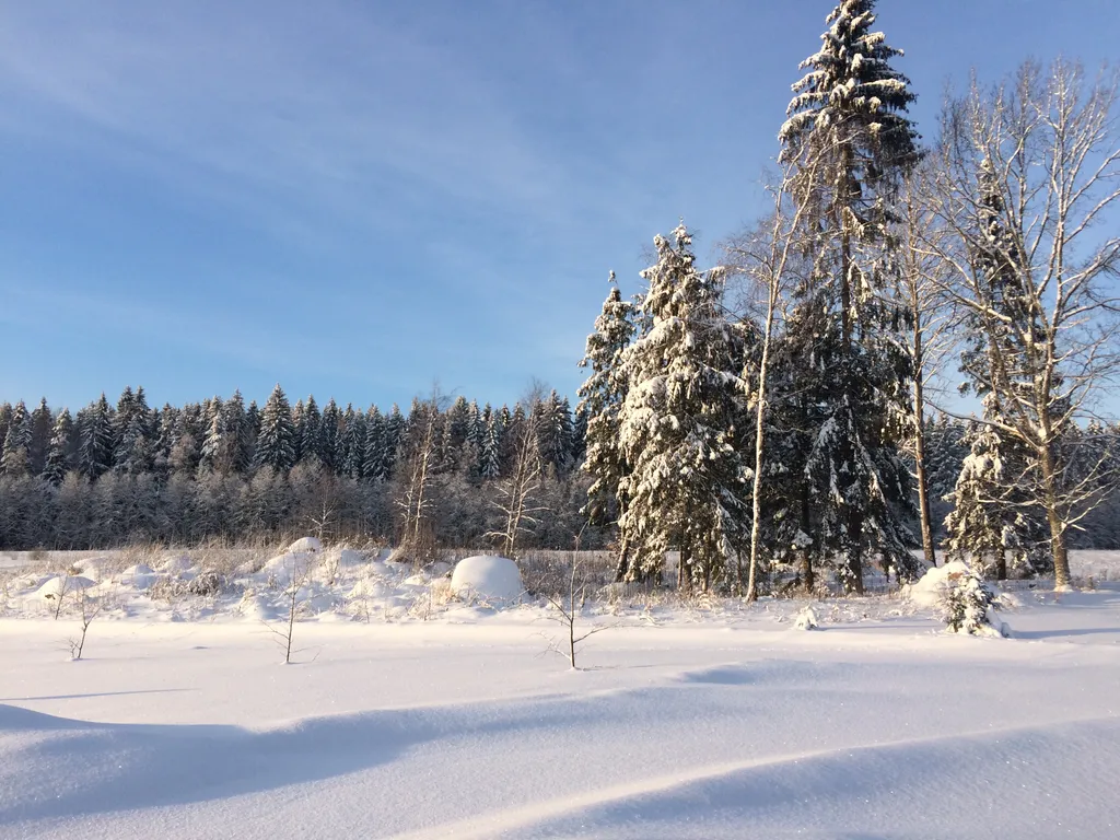 Загородный дом в лесу на Финском заливе