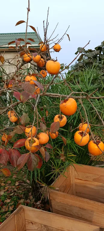 Двухкомнатные апартаменты на берегу моря