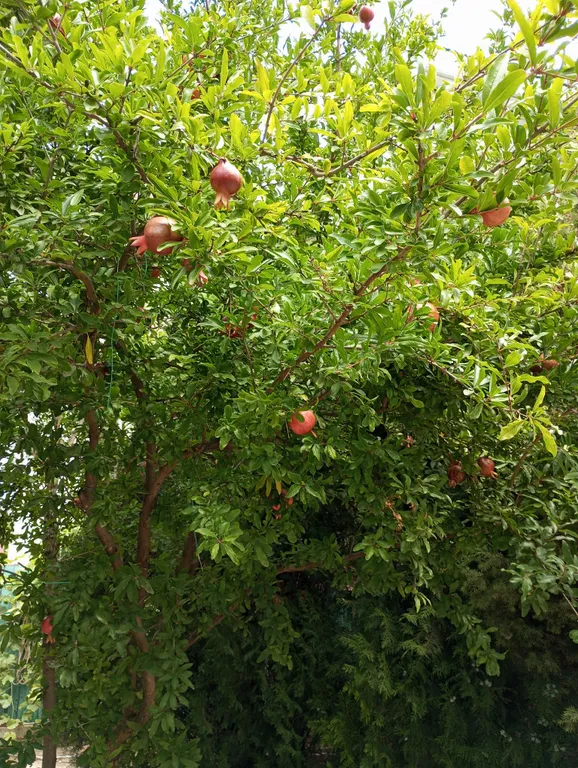 Студия у моря