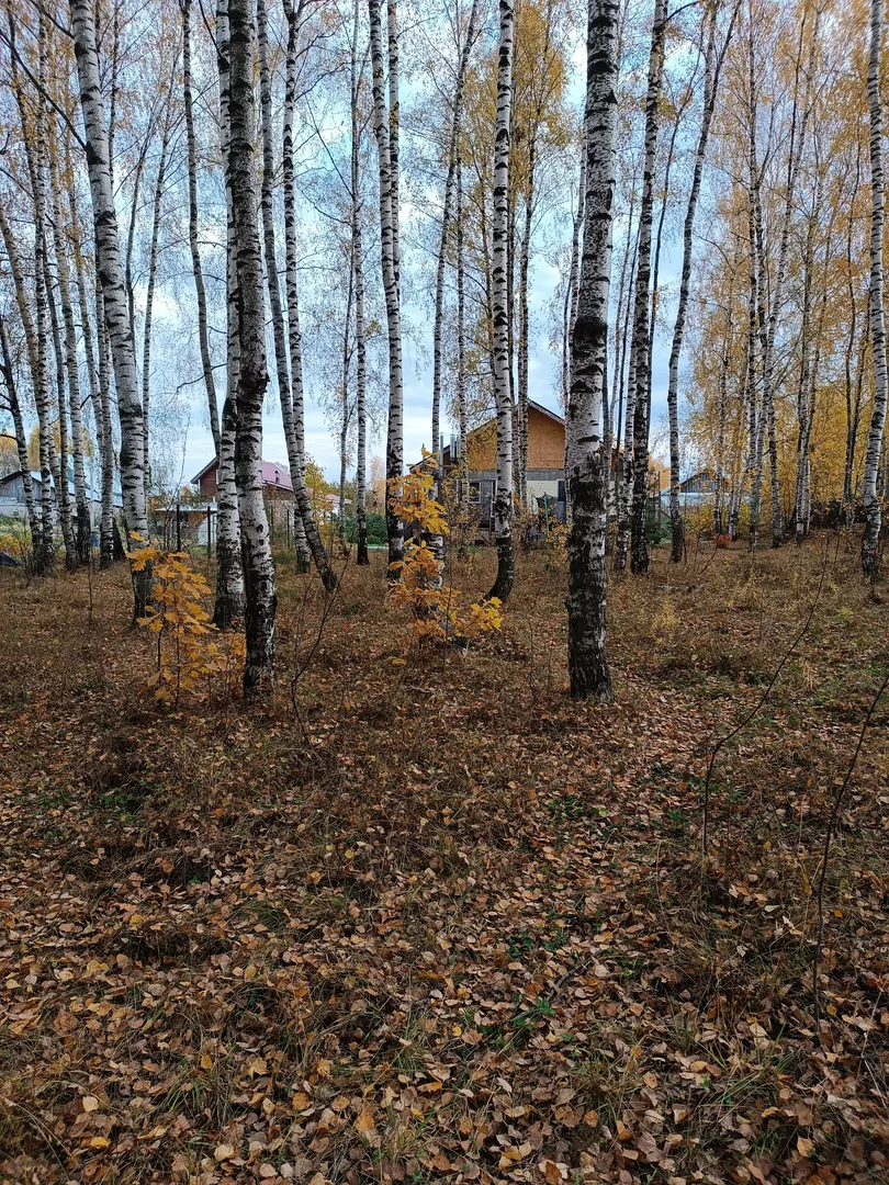 Берёзовый лес Берёзовый лес