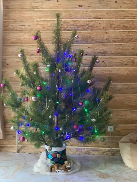 Дом в окружении леса