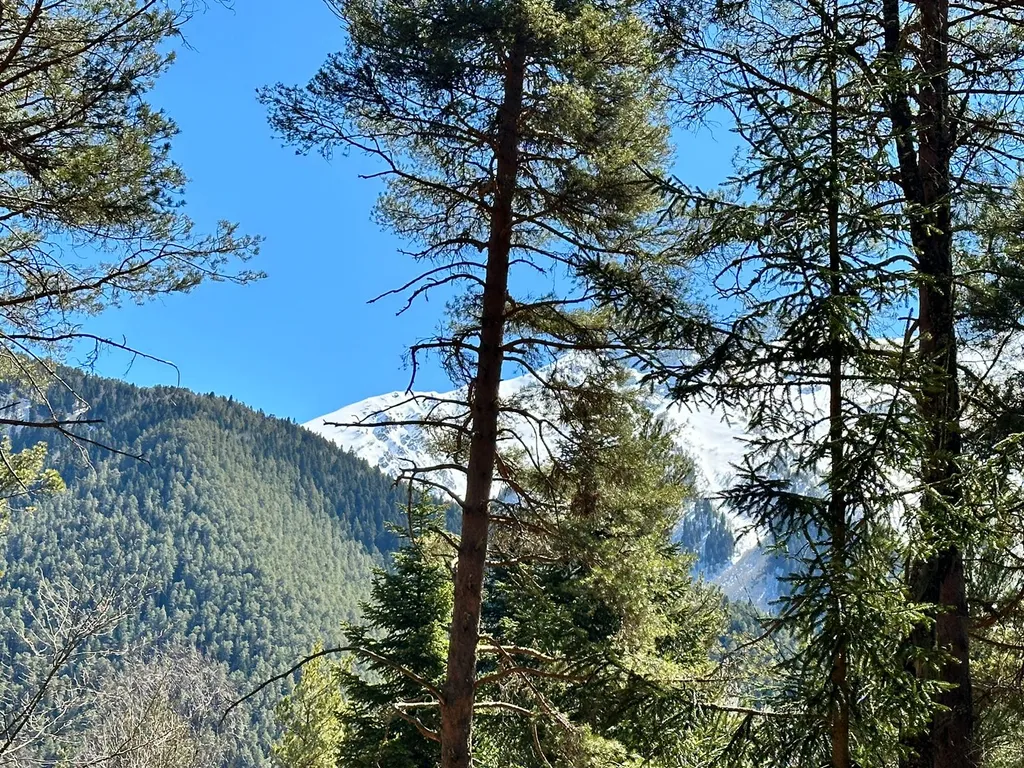 Дом шале в сосновом лесу