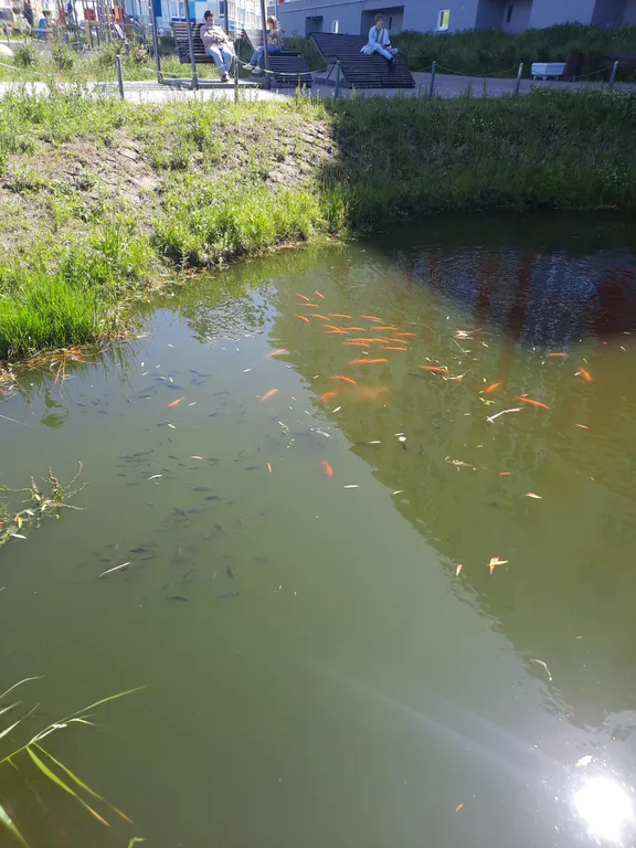 Квартира Уютная, современная квартира на море — Светлогорск