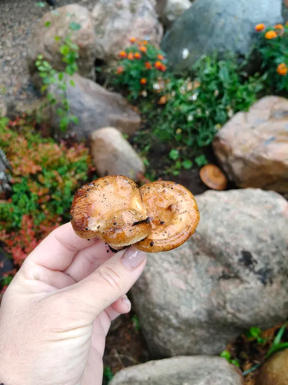 Гостевой дом Медвежий угол