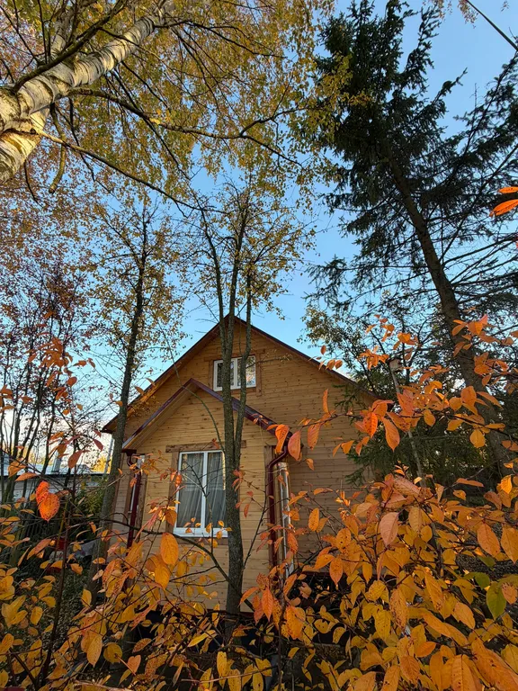 Березовый сад