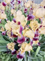 Ирина  Манукян