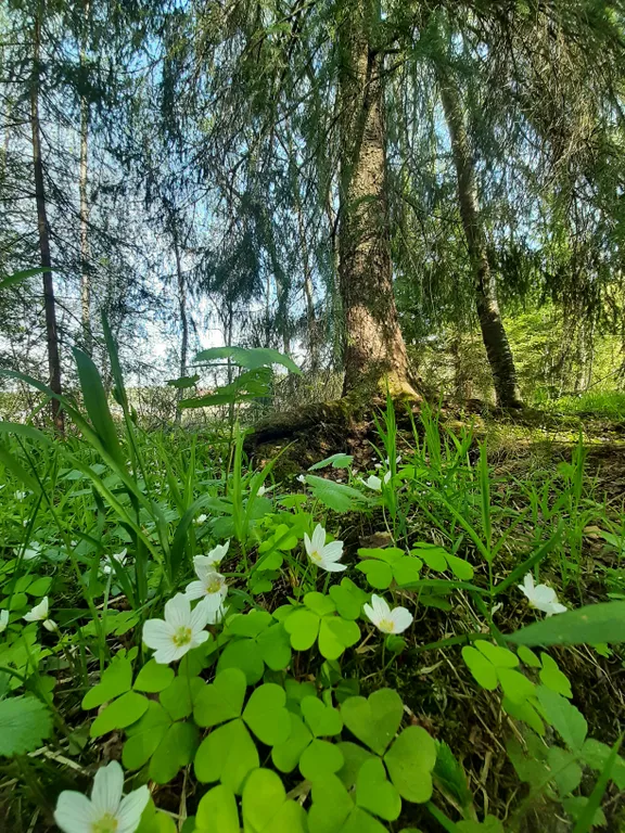 Уютный коттедж на берегу великолепного озера Ханкасъярви