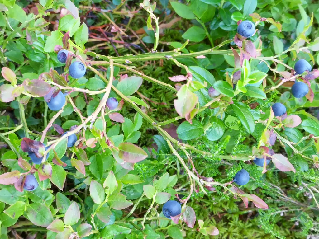 Дом на берегу протоки, ведущей в Вышневолоцкое водохранилище