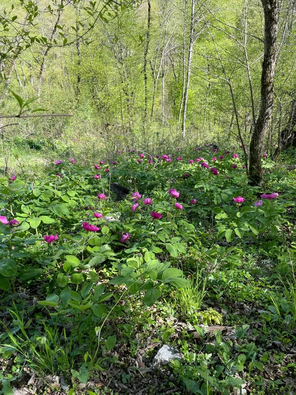 Коттедж Отдых от городской суеты в Адыгеи, домик в лесу А-фрейм — Веселый