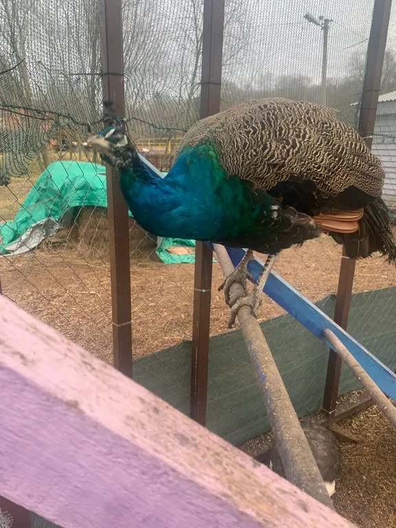 Коттедж Уютный теплый дом с русской баней на дровах — Венюково