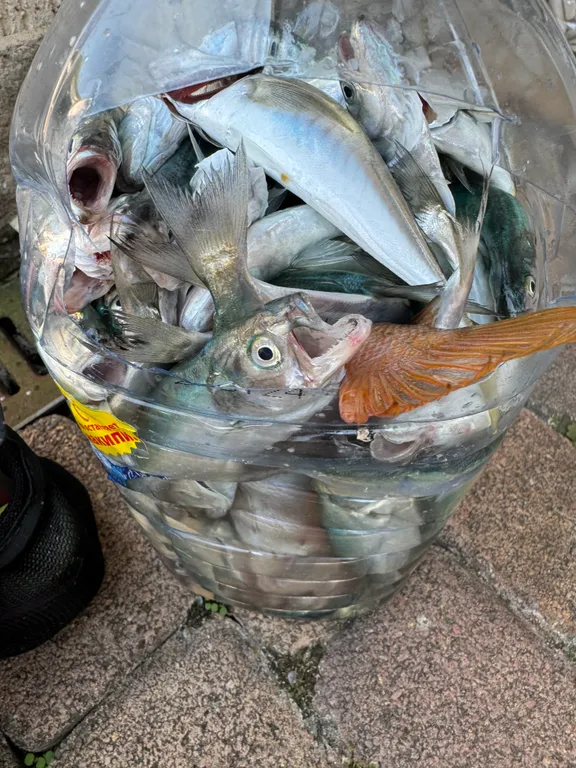 Сосновый Берег