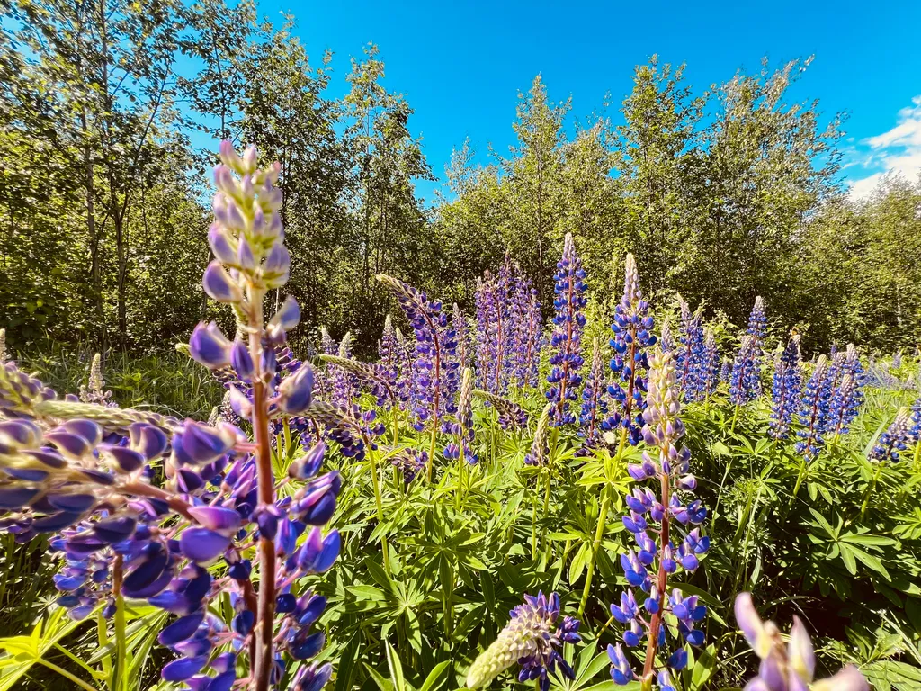 Коттедж Новый комфортабельный дом для отдыха на берегу лесного озера Маролампи — Санкт-Петербург