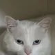 Чайынды