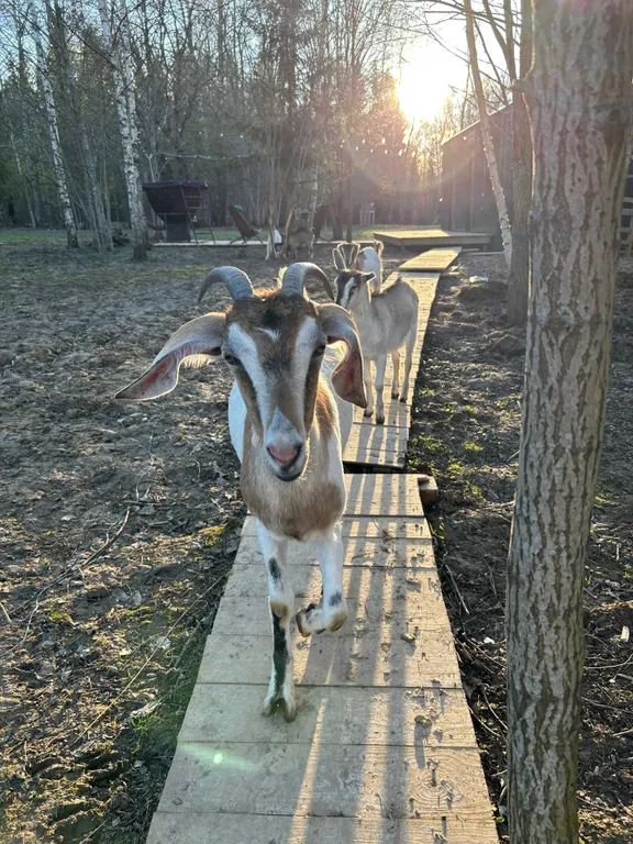 Домик в лесу с пятнистыми оленями и кроликами
