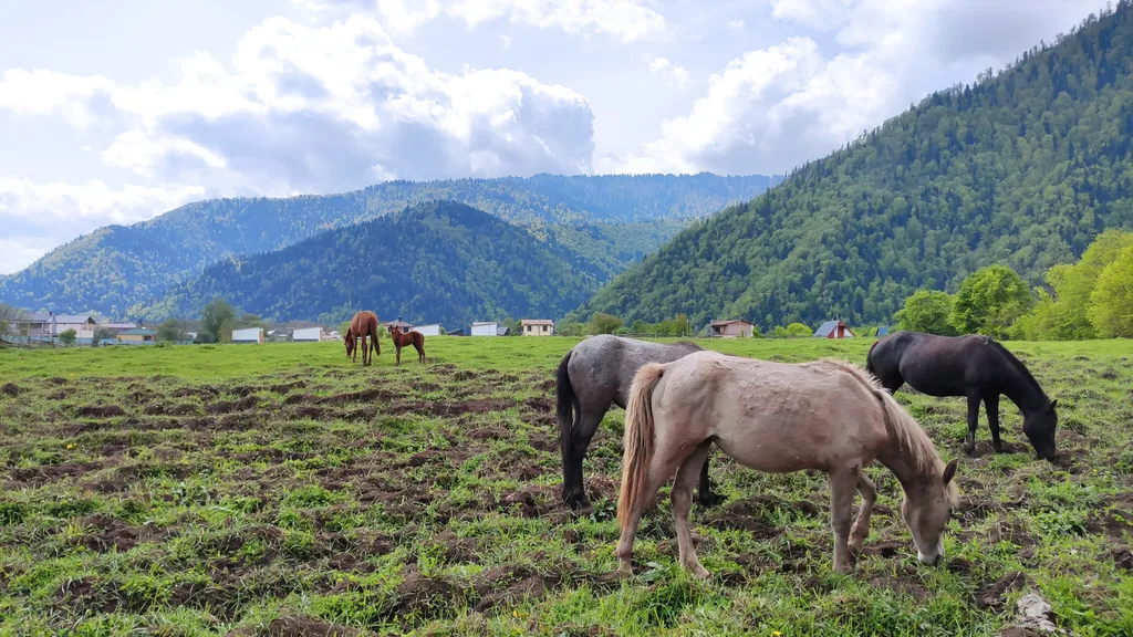 Боржоми с высоты полёта! - Уютная квартира в самом центре