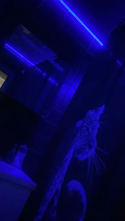 Дизайнерская 2к квартира с джакузи, камином и звездным небом в центре