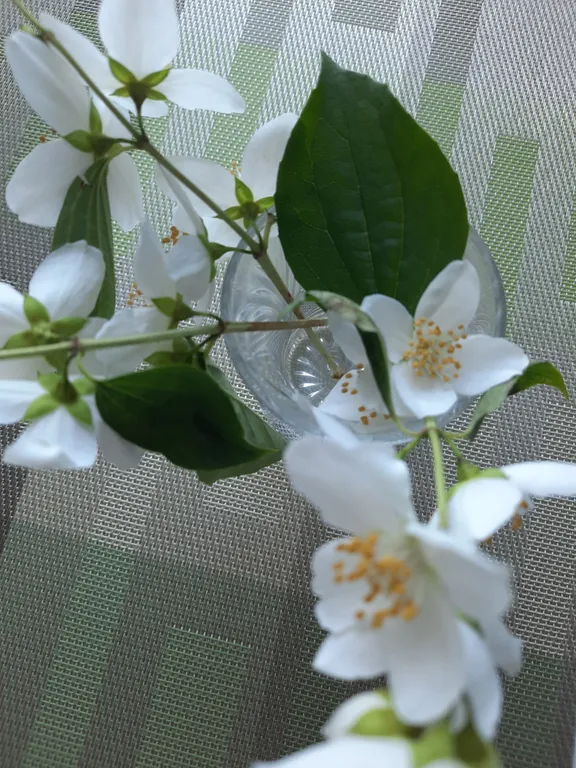 Квартира Уютная, современная квартира на море — Светлогорск