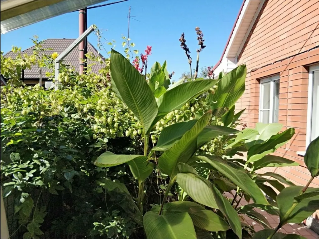 Целый 3-х комнатный дом на море