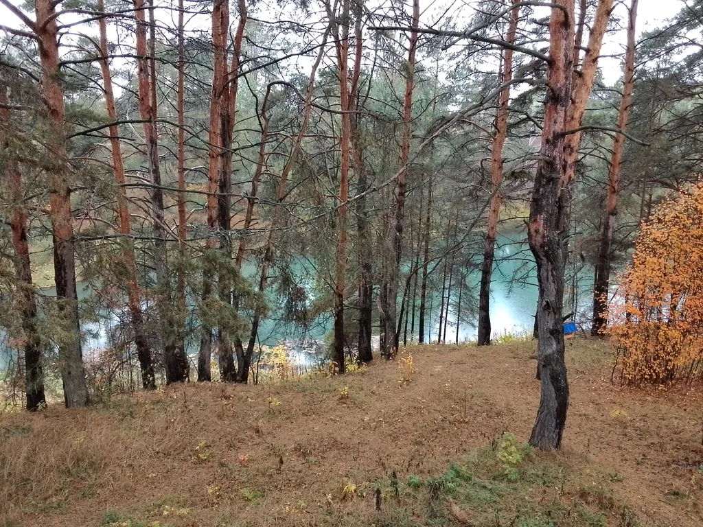 Уютный дом с баней и купелью в сосновом бору