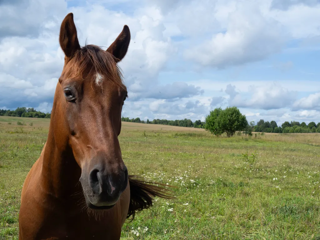 Уютный семейный дом в сосновом лесу