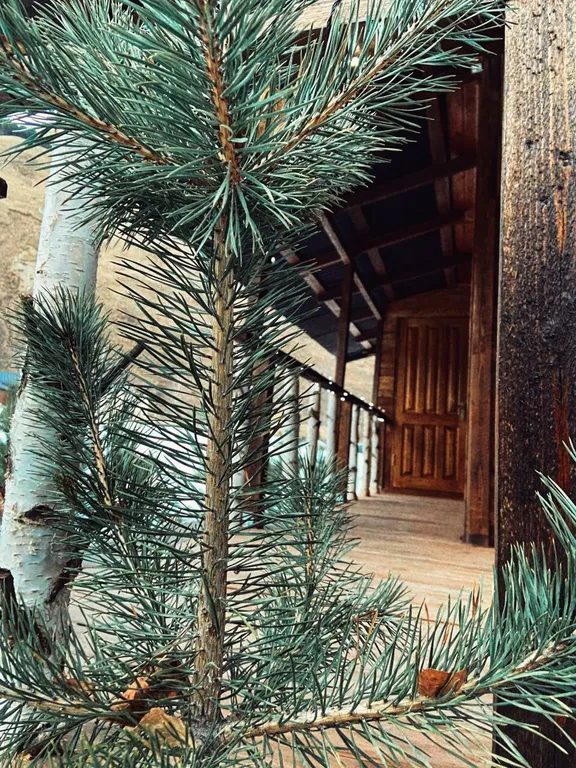 Уютный коттеджный домик в сосновом бору с прекрасными видами на горы