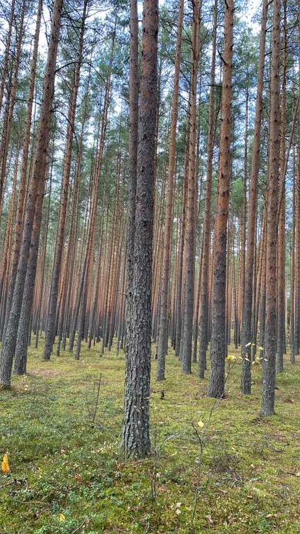 Коттедж с тремя спальнями