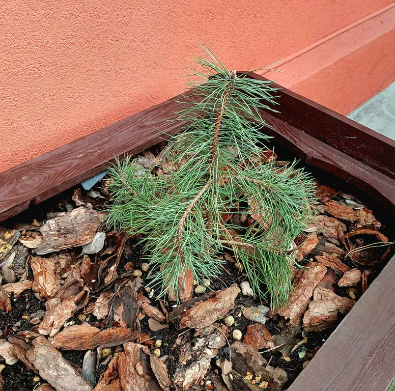 Квартира Новые 3-х местные апартаменты с кондиционером и кухней, Амалиенау — Калининград